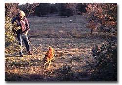 Chien Truffier en action